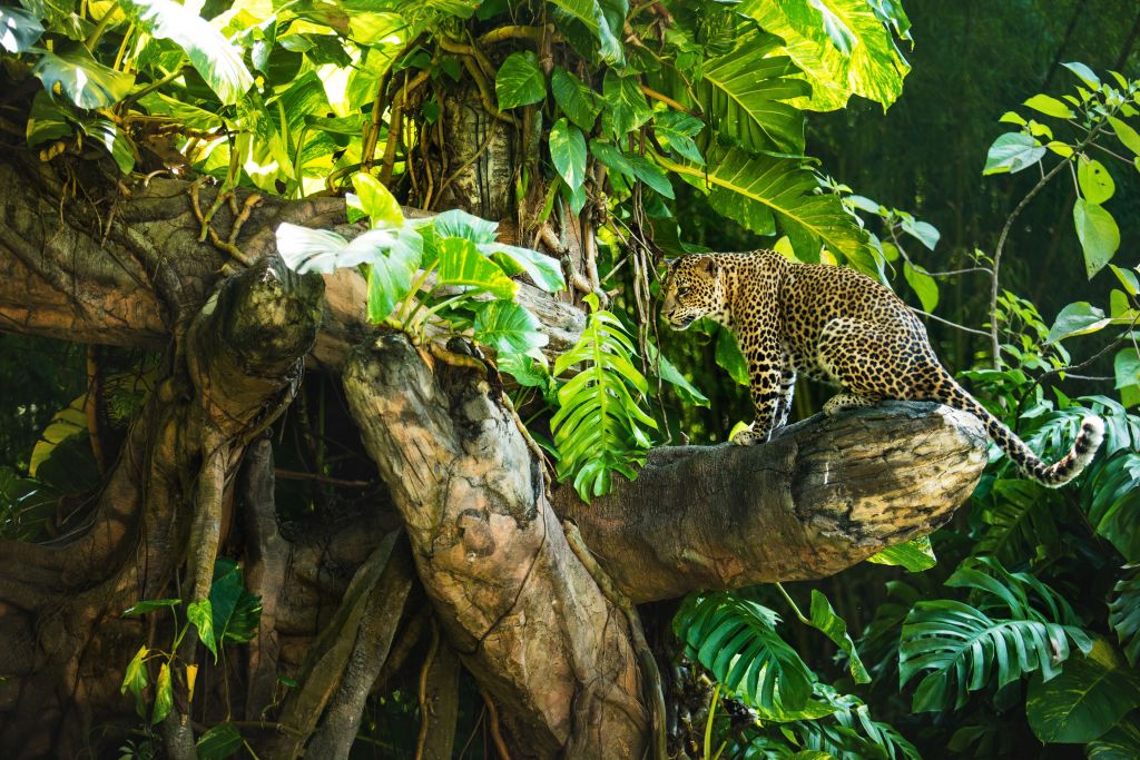 Leopardo su un ramo
