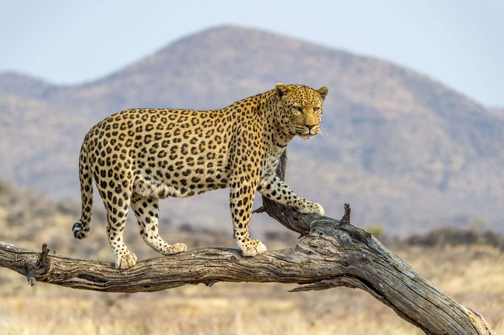 Leopardo in Namibia