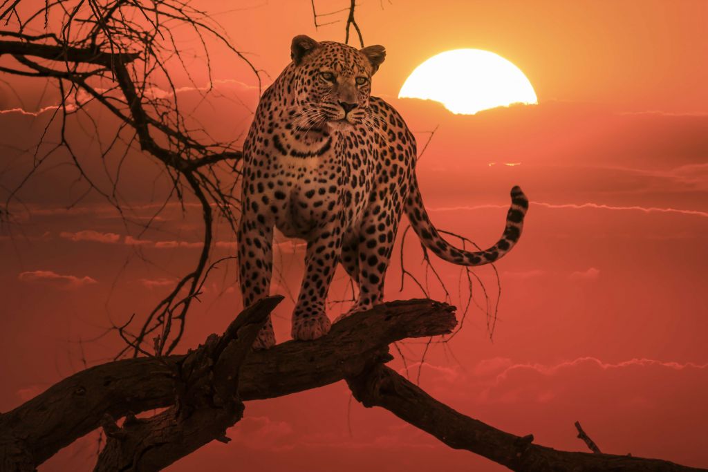Leopardo con sole al tramonto