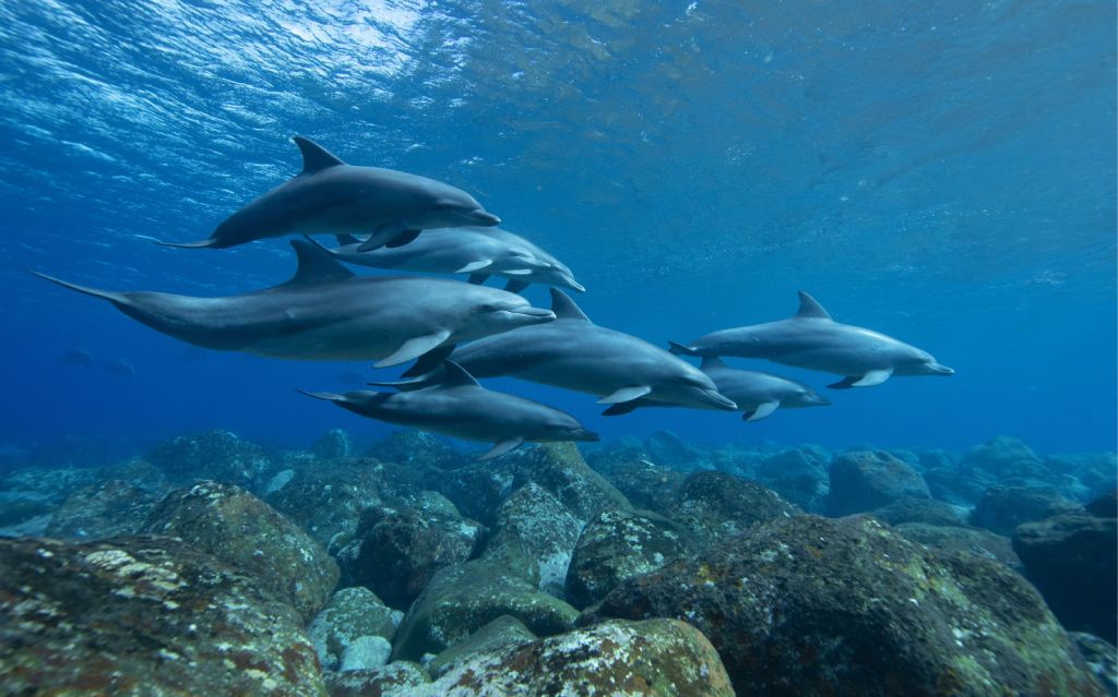 Delfini e rocce