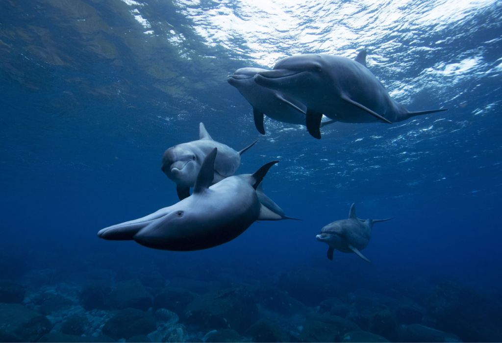 Delfini allegri