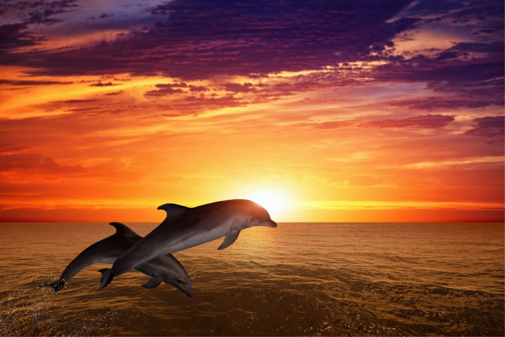 Delfini al sole della sera