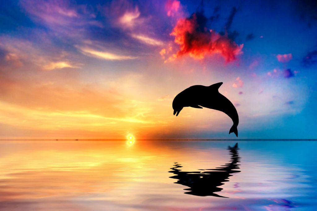 Silhouette di delfino