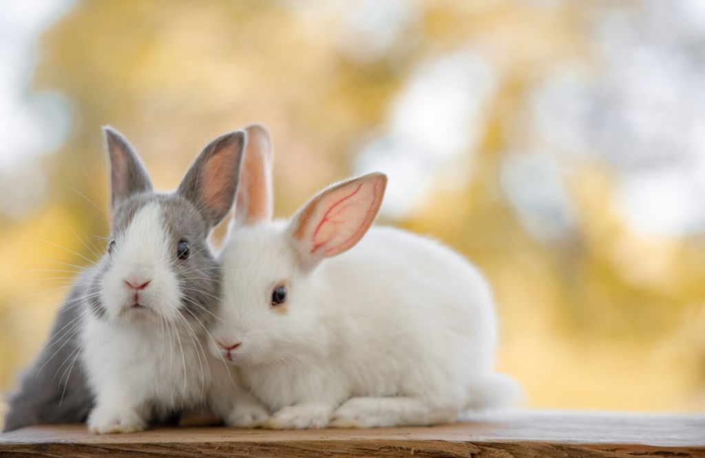 Primo piano di conigli