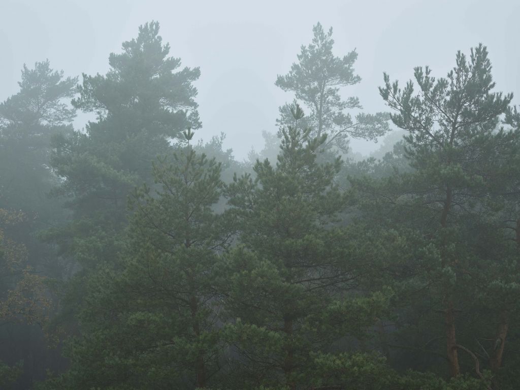Conifere nella nebbia