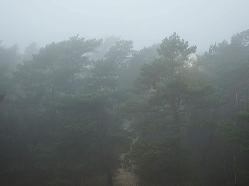 Sentiero attraverso la foresta nebbiosa