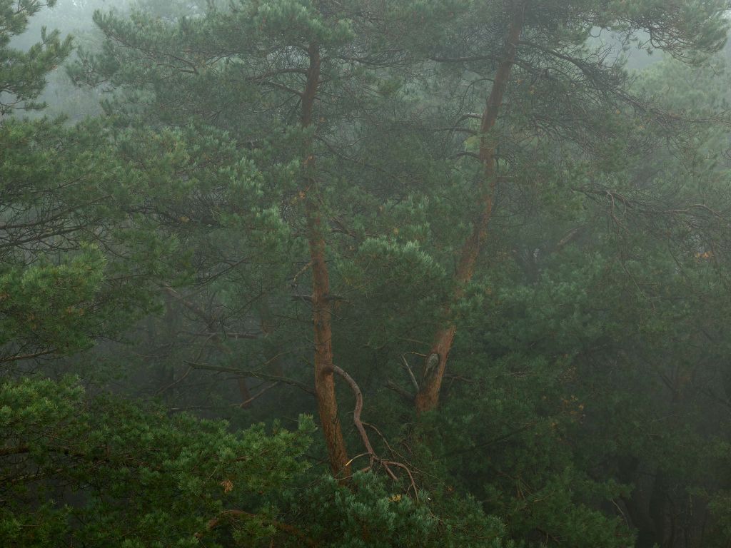 Nebbia tra gli alberi