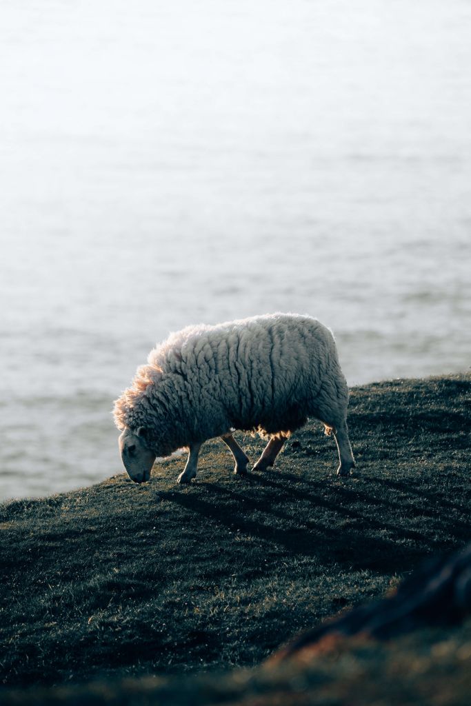 Pascolo di pecore