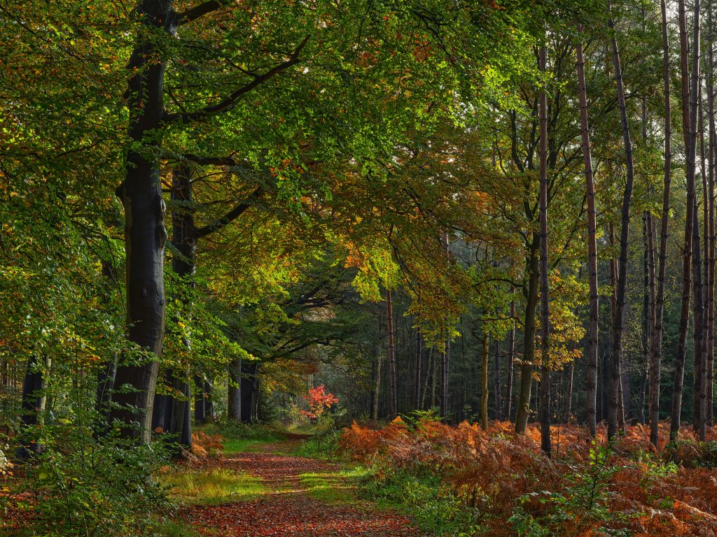 Sentiero con foglie attraverso la foresta