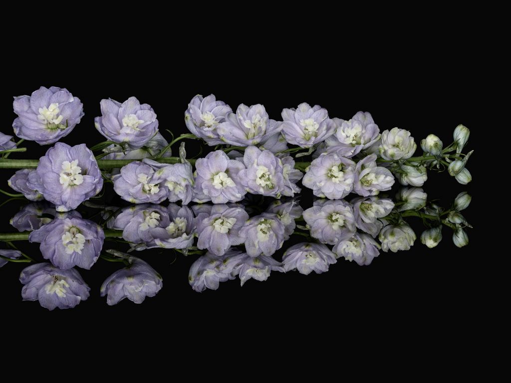 Riflessione fiori viola