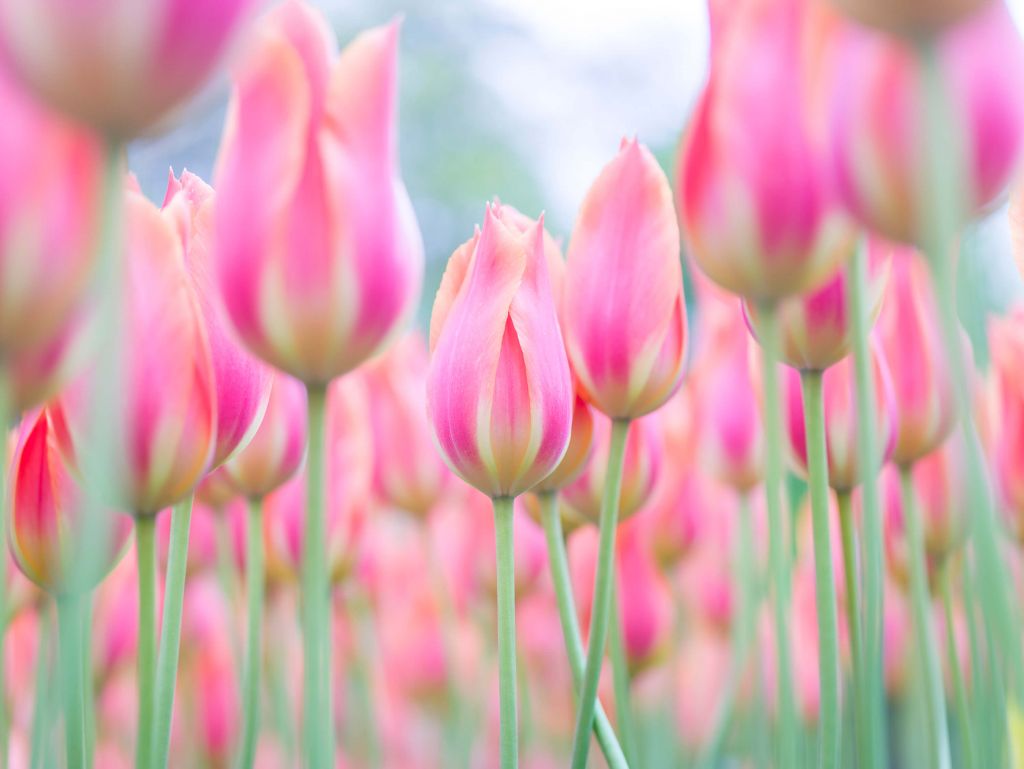 Tulipani rosa ravvicinati