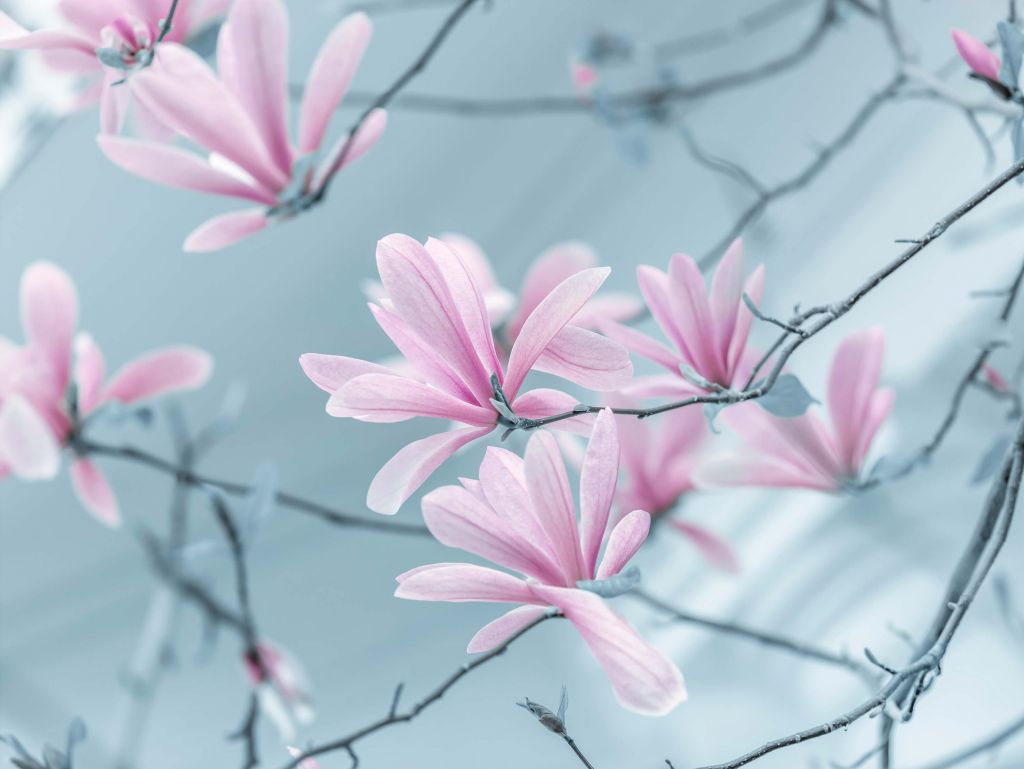 Fiori di magnolia