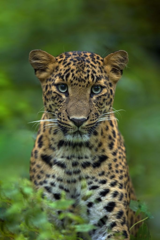 Focalizzato leopardo