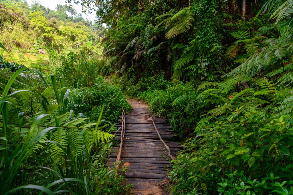 Ponte della giungla in legno
