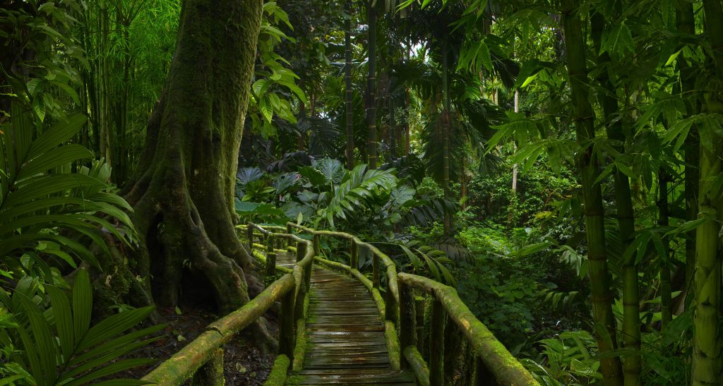 Ponte stretto della giungla