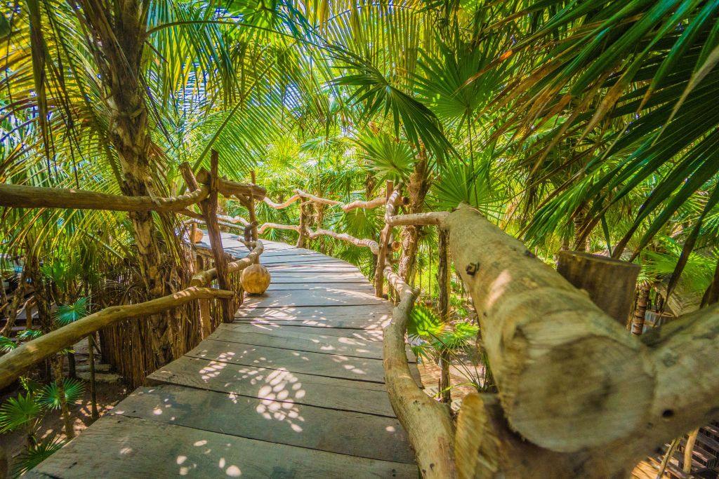 Ponte della giungla tropicale