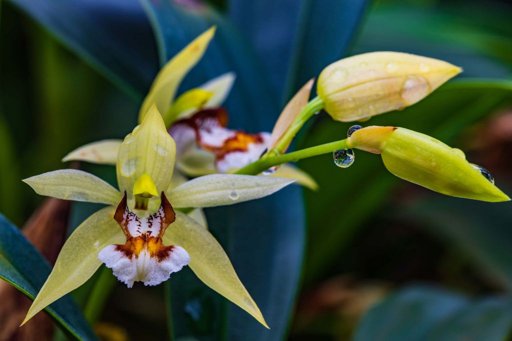 Orchidea gialla selvaggia