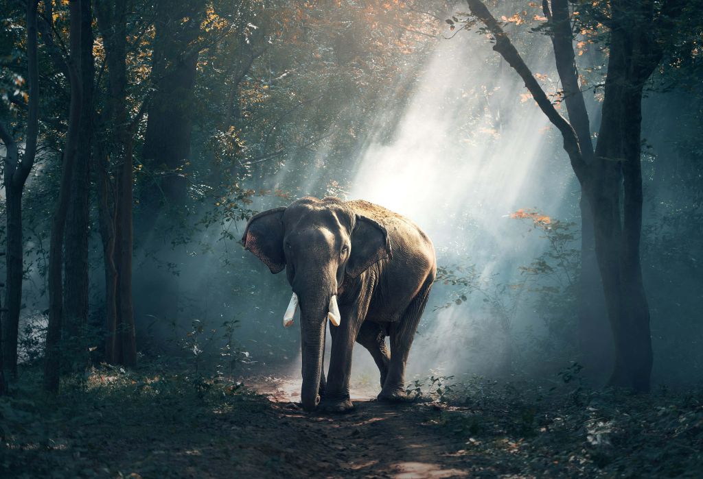 Elefante in una giungla
