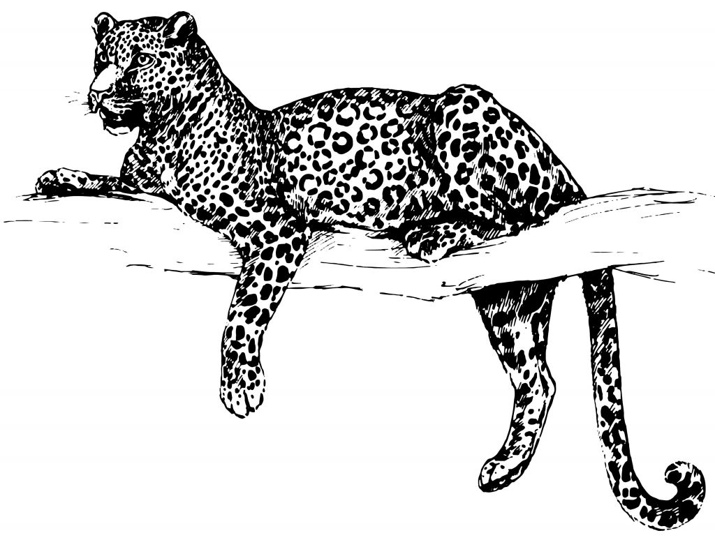 Leopardo disegnato