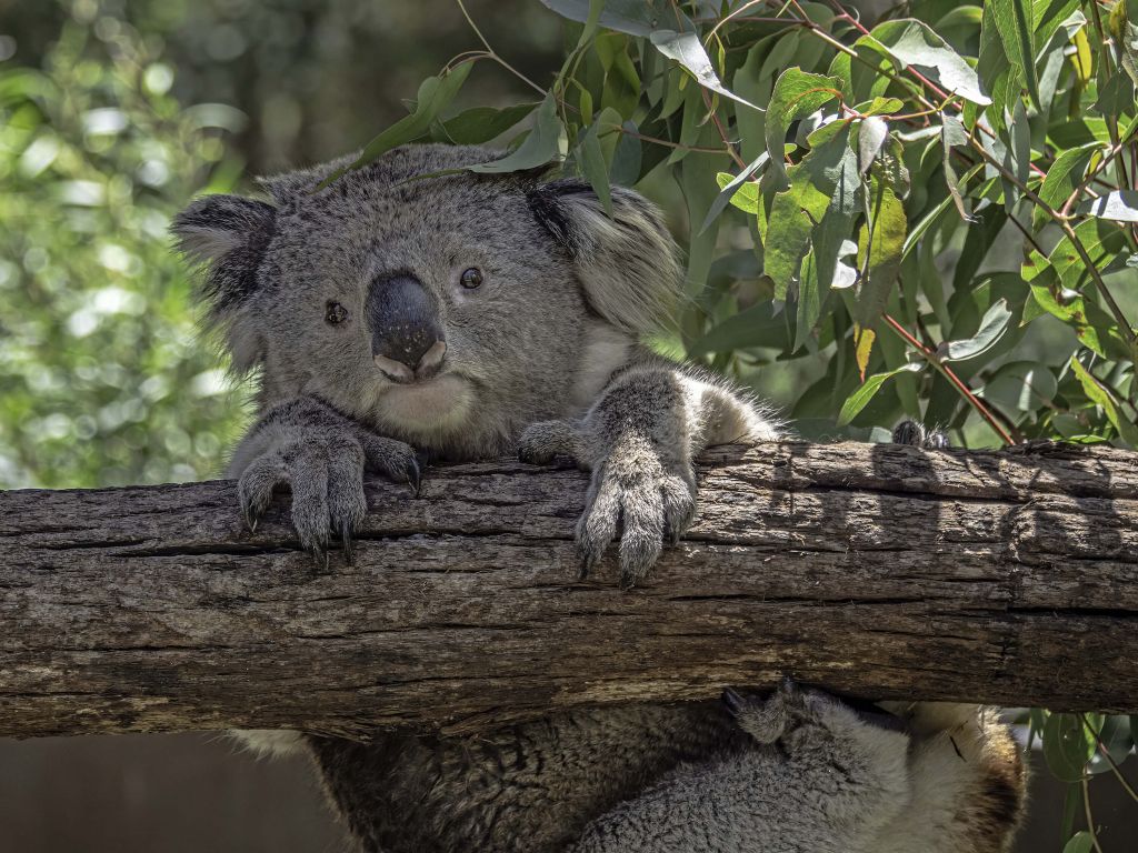 Koala carino