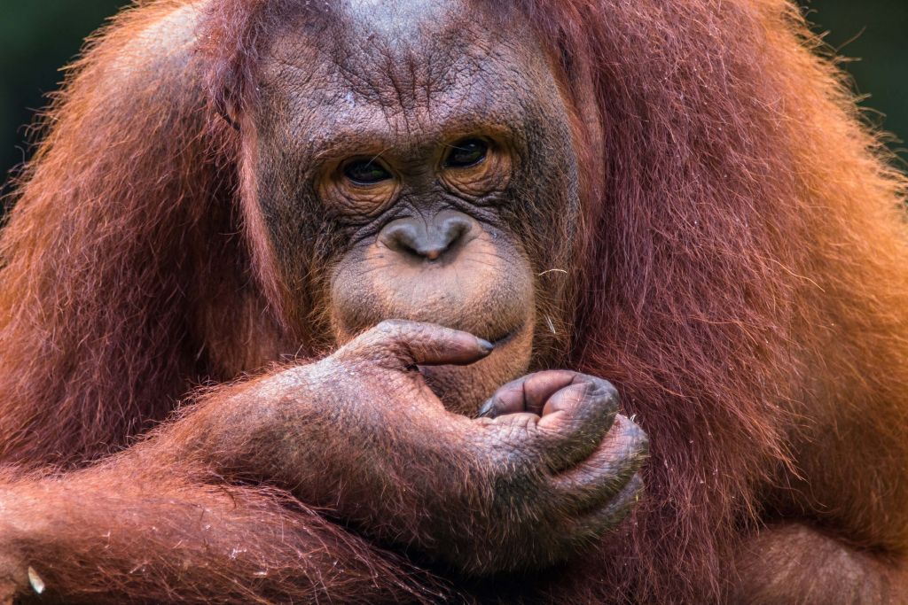Borang Orangutan