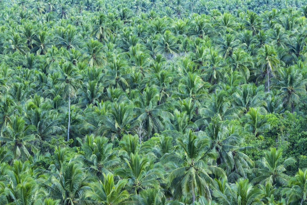 Foto aerea della foresta di palme