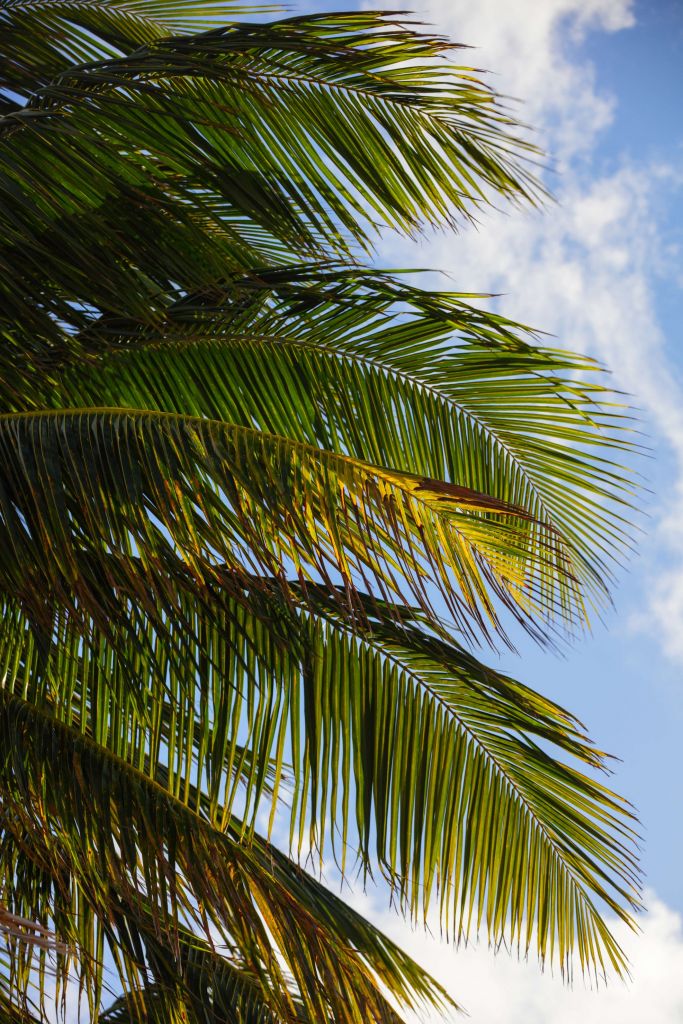 Primo piano di foglie di palma