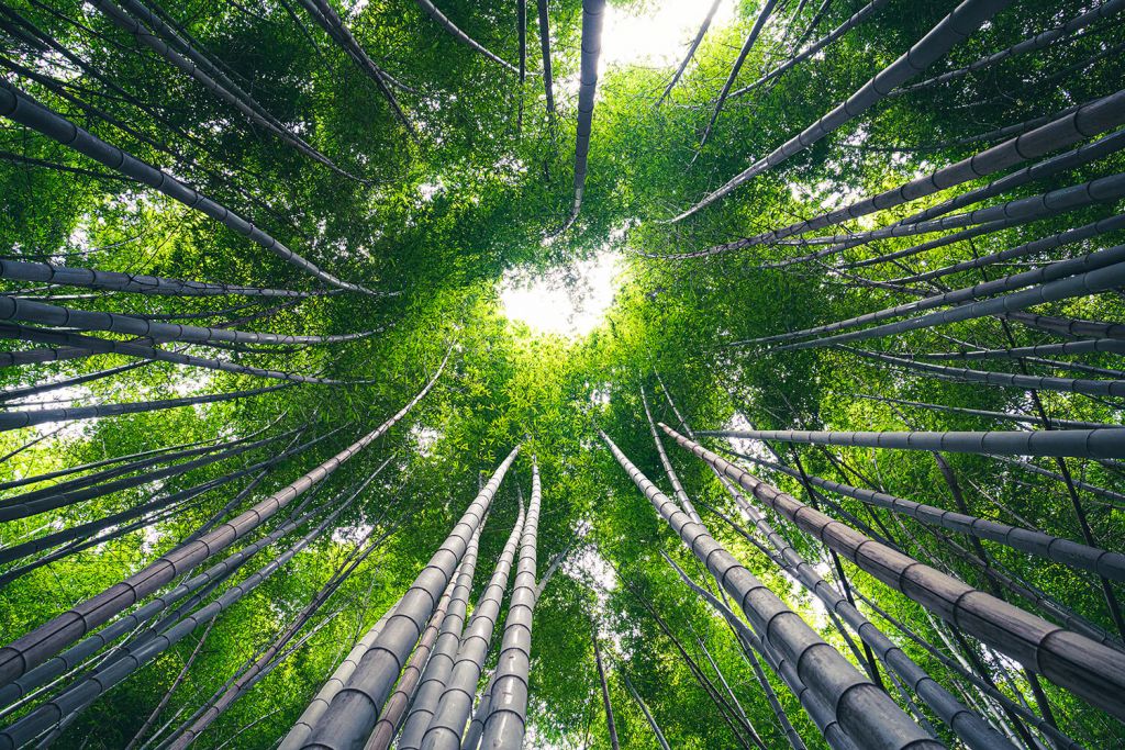 Foresta con bambù