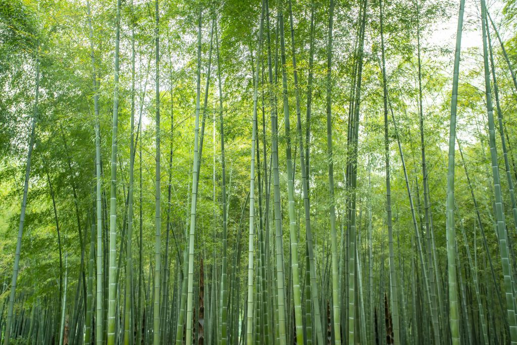 Foresta di bambù verde