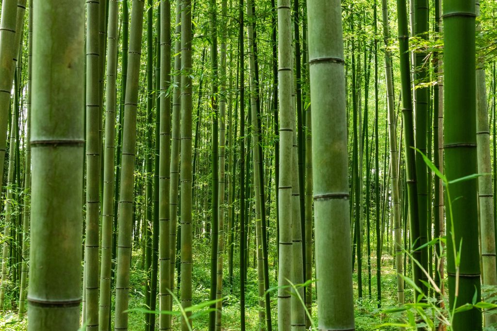 Nel mezzo della foresta di bambù