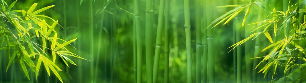 Bambù e foglie