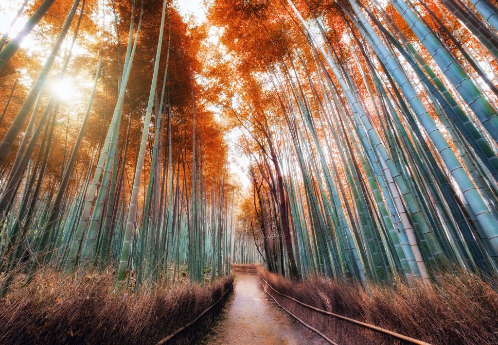 Autunno foresta di bambù