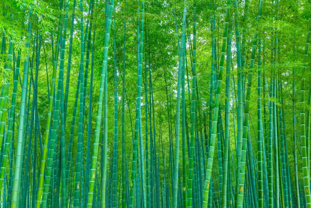 Una verde foresta di bambù