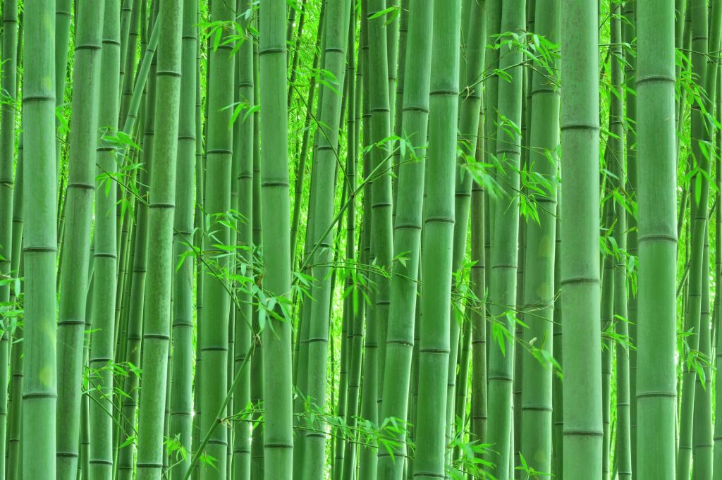 Closeup foresta di bambù