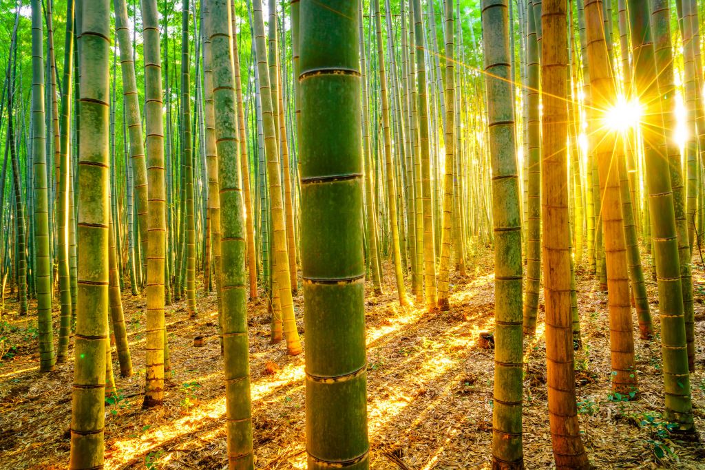 Foresta di bambù all'alba