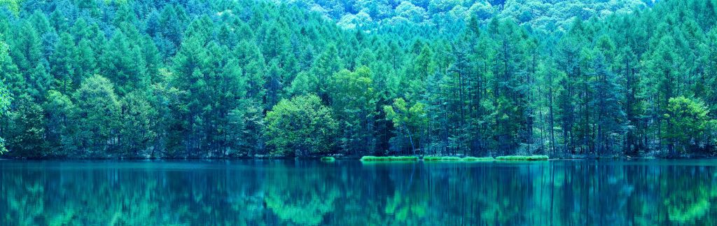 Lago nella foresta verde