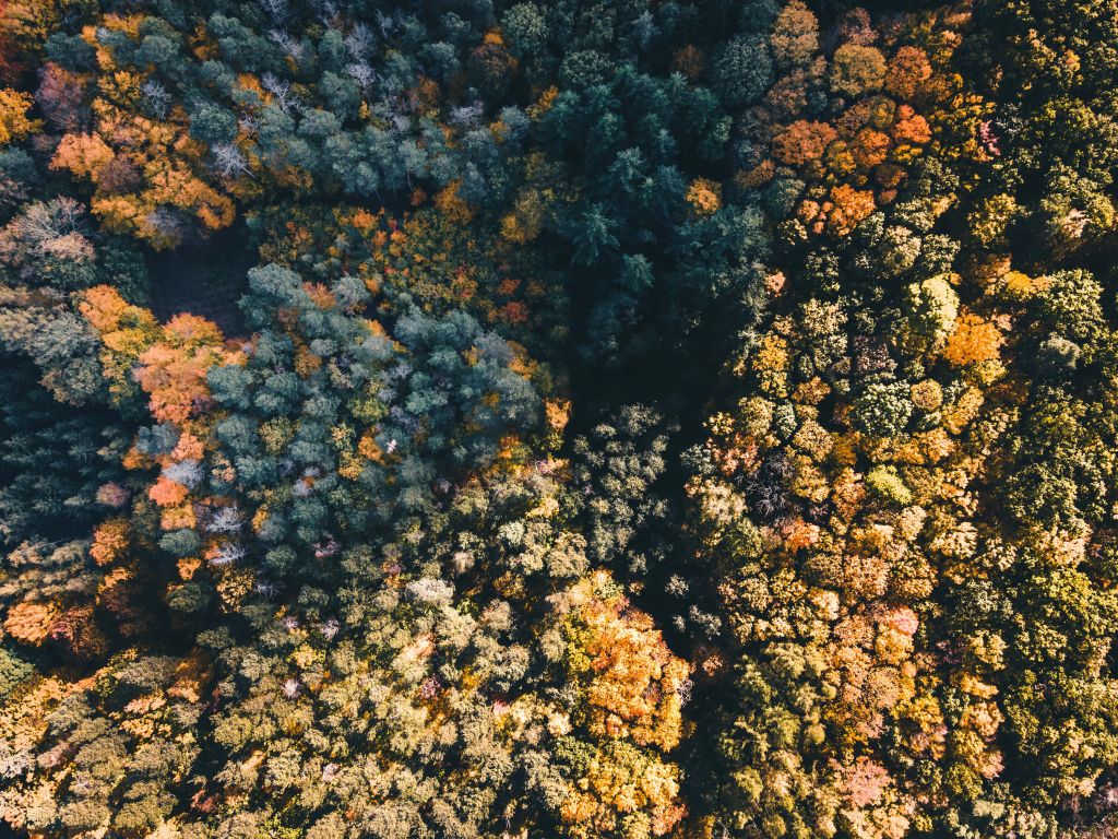 Foresta dall'alto