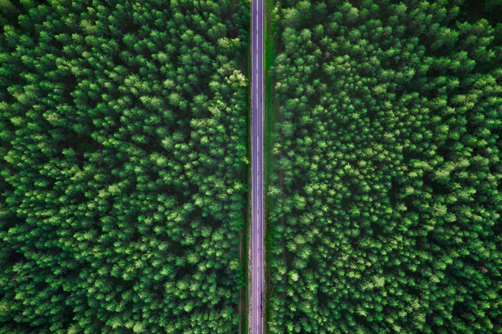 Strada nella foresta