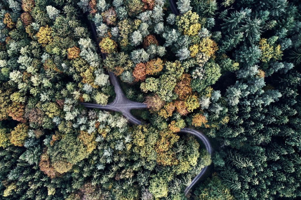 Strada nella foresta d'autunno