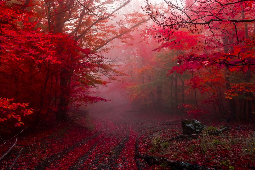 Foresta rossa