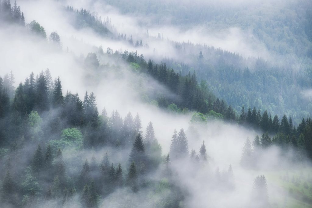Foresta nebbiosa in montagna