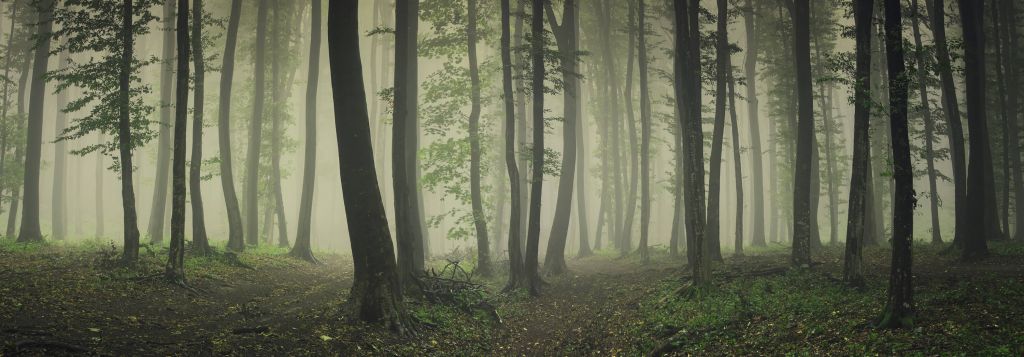 Nebbia nella foresta verde