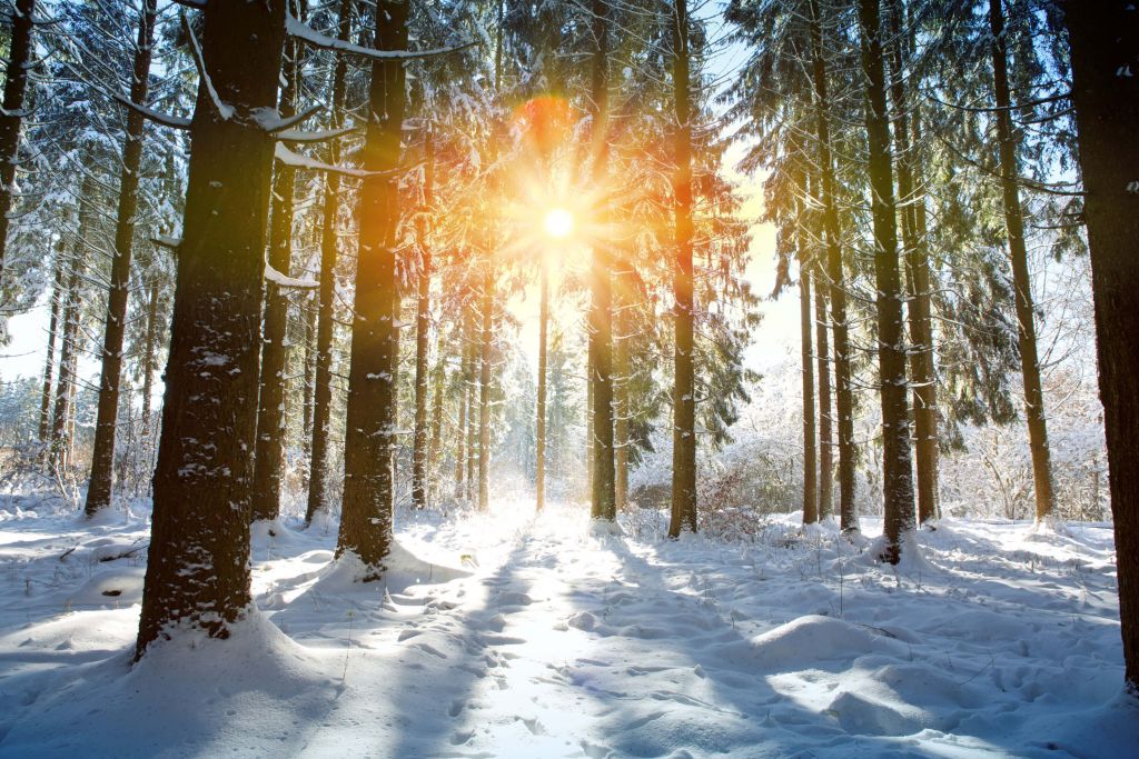Luce del sole nella foresta d'inverno