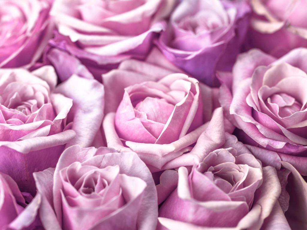 Rose colorate