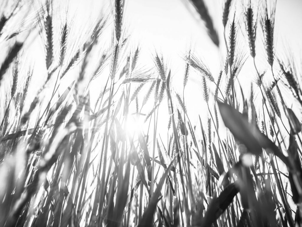 Campo di grano soleggiato