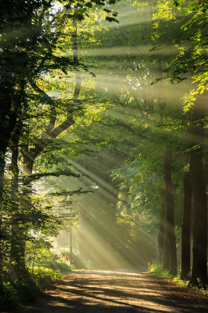Raggi di sole attraverso gli alberi