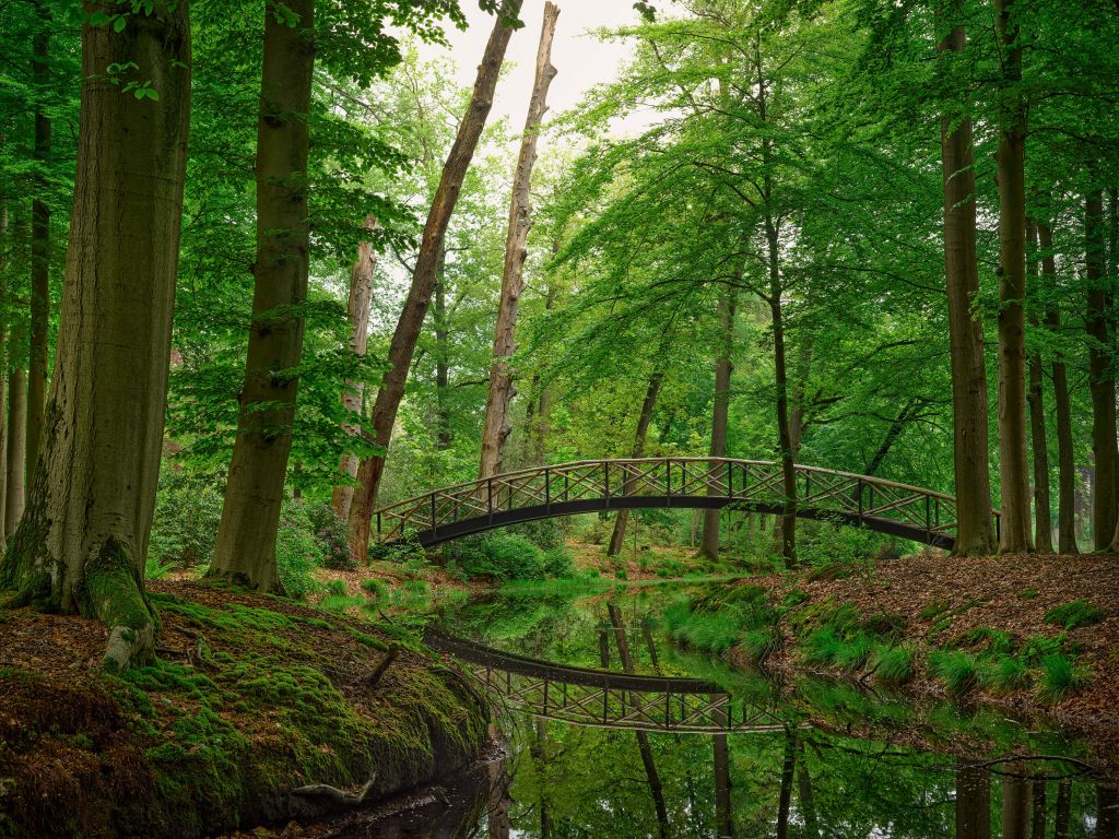 Ponte ad arco nel bosco
