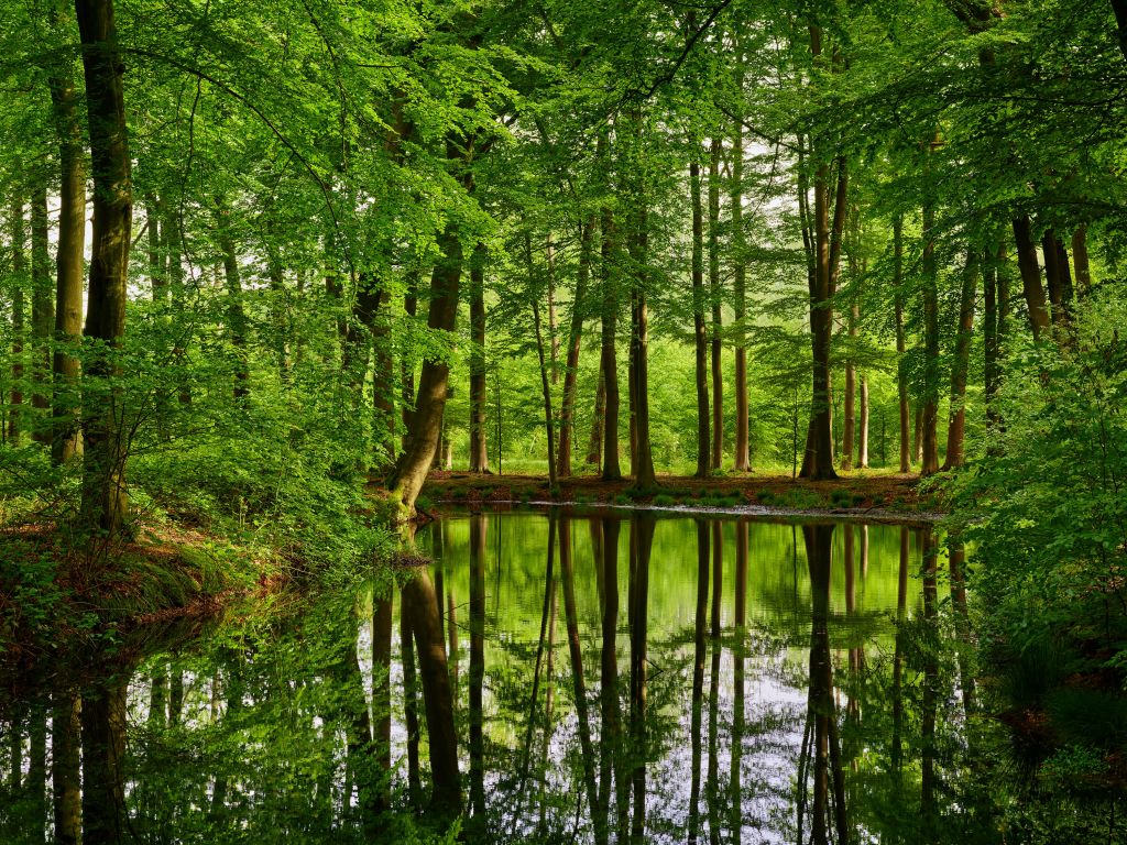 Riflessione di alberi in acqua