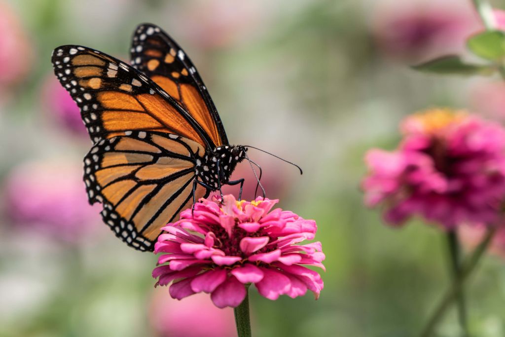 Una farfalla monarca