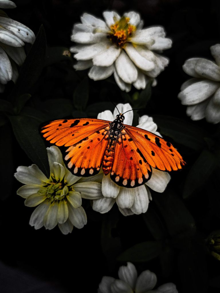 Farfalla Monarch su un fiore